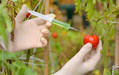 Injection into red tomato