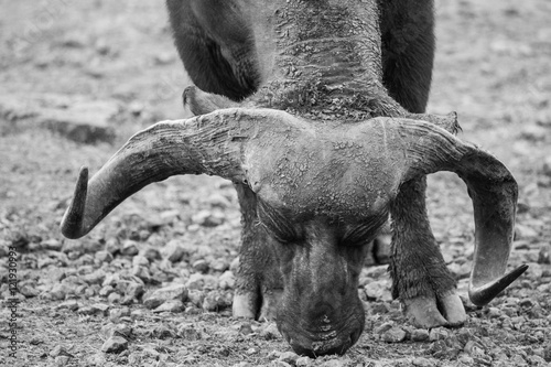 Buffalo aberdare natural park, kenya photo