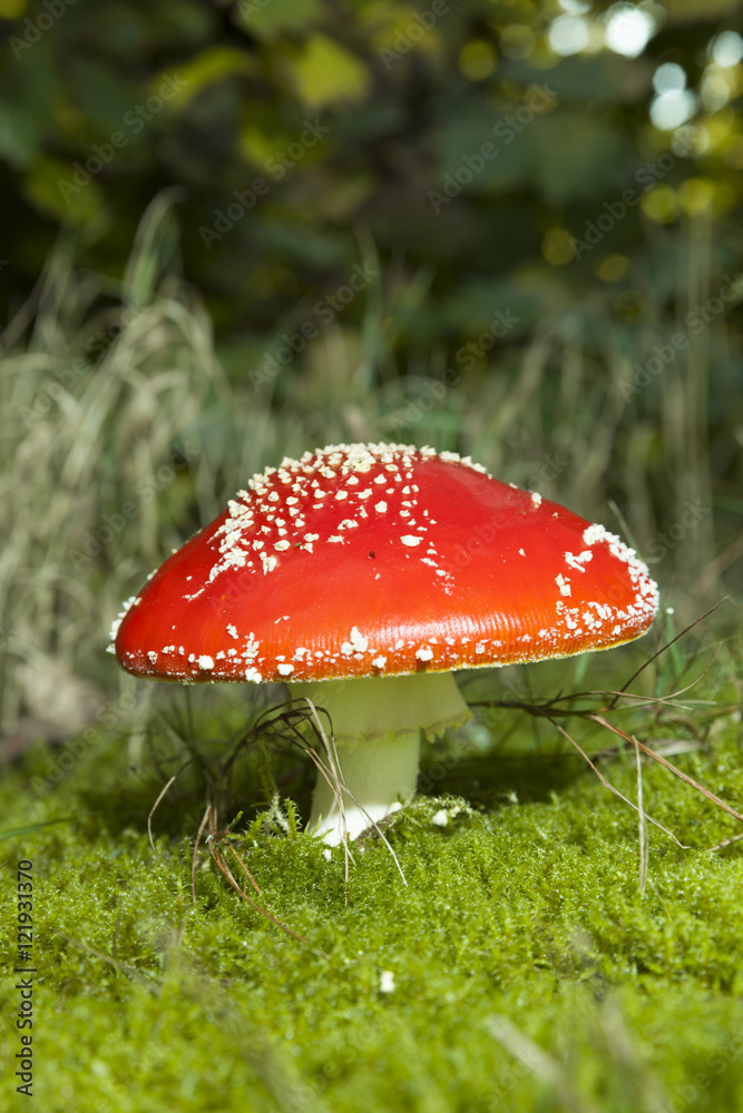 Fliegenpilz Fliegenpilz