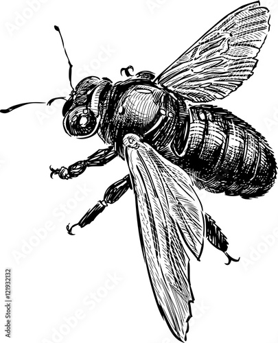 sketch of a bumblebee