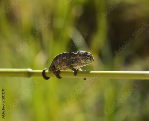 Bukalemun Safari photo