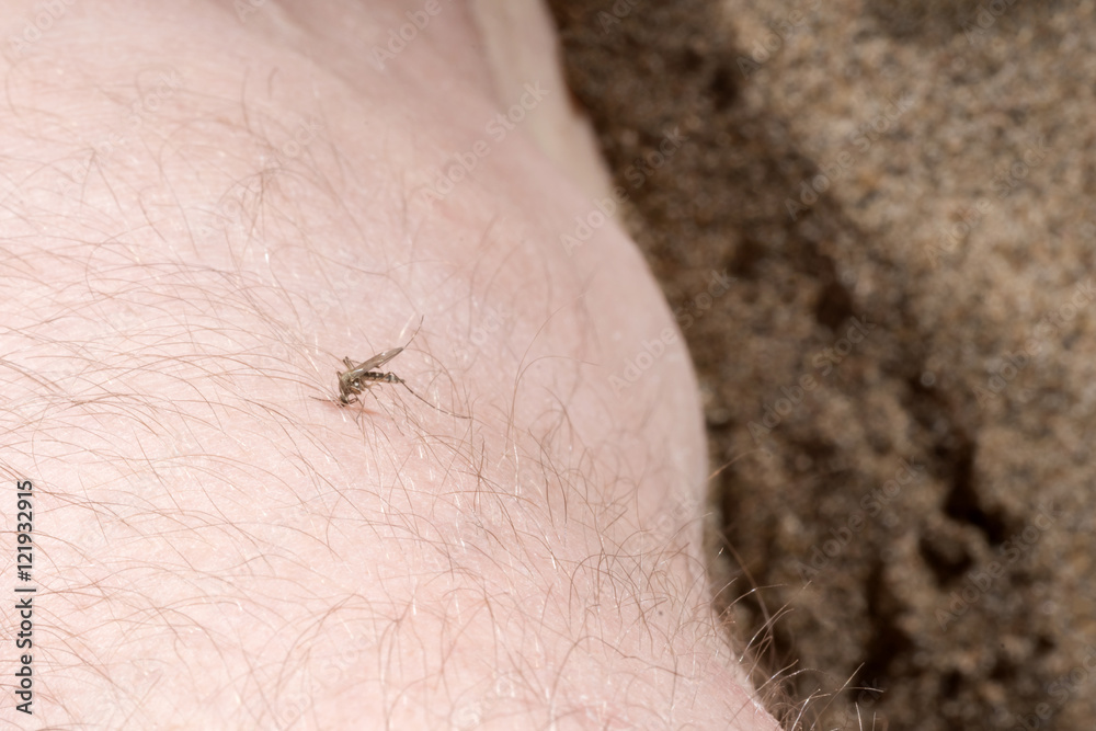 Mosquito on the human body Mosquito on the human body
