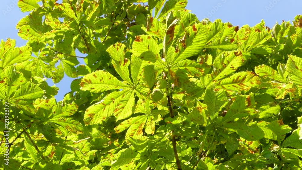 Panning around the branches of a Horse Chestnut Tree in Autumn with conker seeds growing Panning around the branches of a Horse Chestnut Tree in Autumn with conker seeds growing