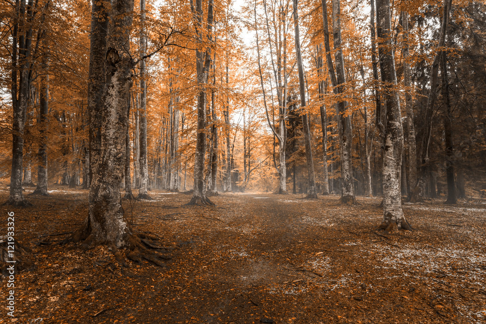 Fototapeta premium Beautiful autumn forest
