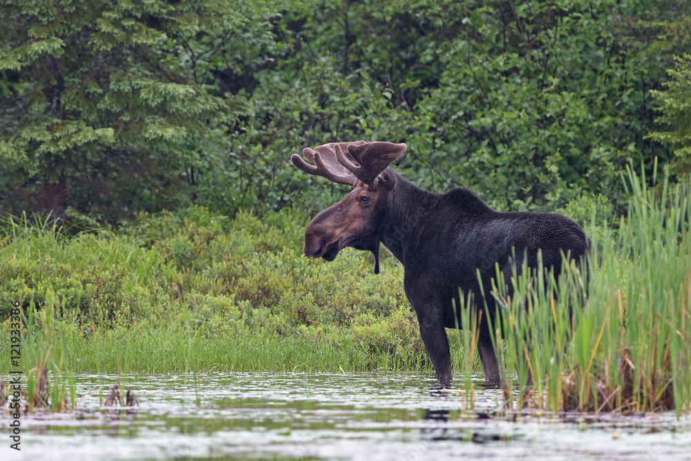 Fototapeta premium Large bull moose standing in a marsh in Algonquin Park, Canada