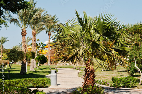 Different trees and palms on garden of resort