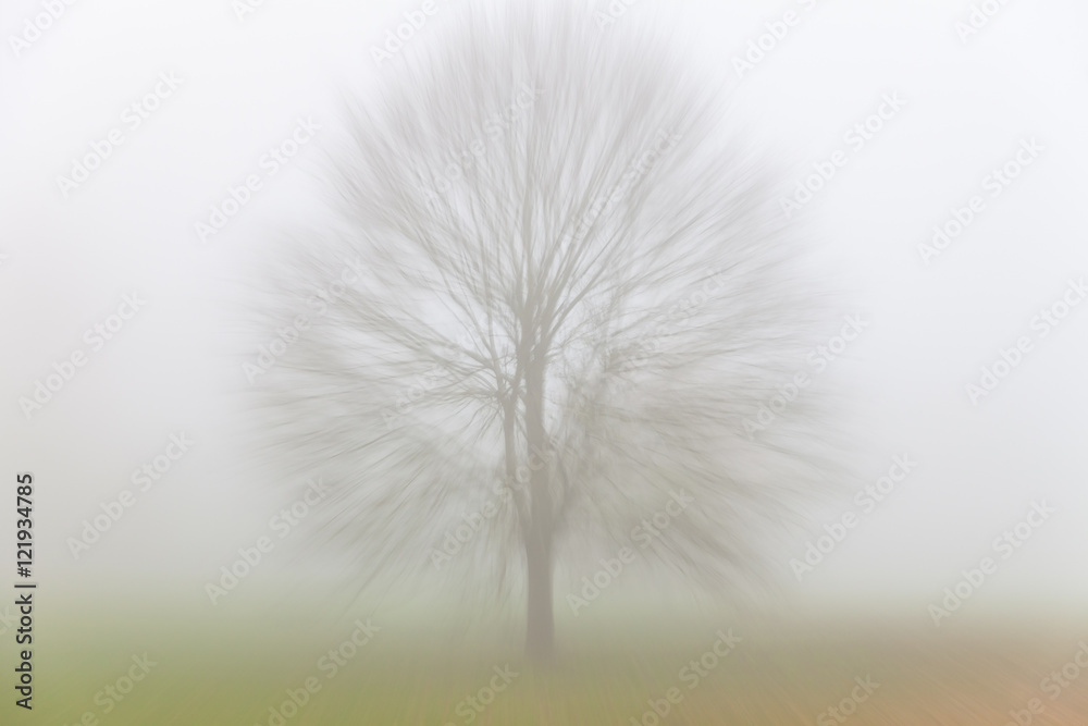 Autumn Fall Tree in Mist or Fog