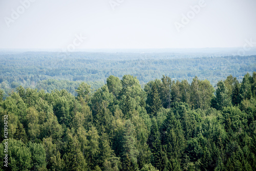 panoramic view of misty forest. far horizon