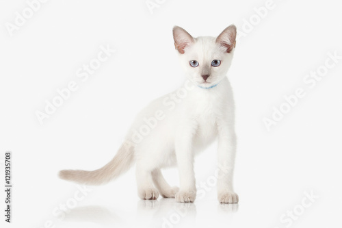 Kitten. Thai cat on white background