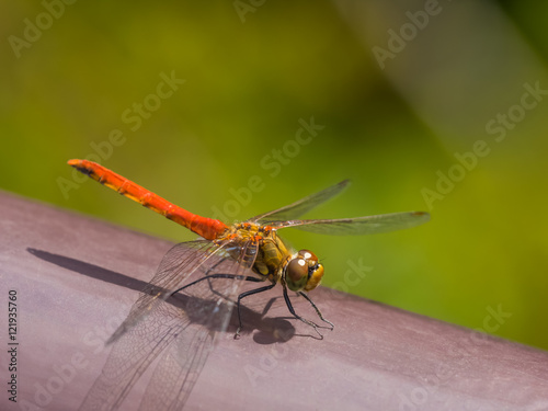 Red dragonfly projecting its shadow on steel pipe