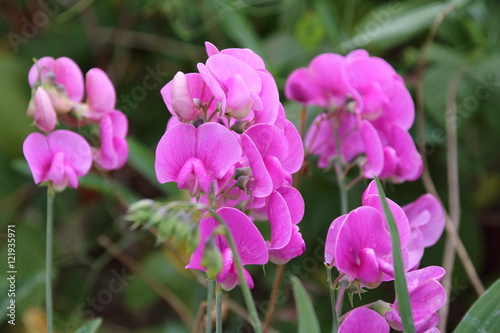 Lathyrus odoratus flowers in garden