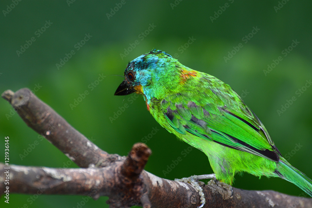 Obraz premium Beautiful brilliant plumage of a Taiwan barbet, or Psilopogon nuchalis