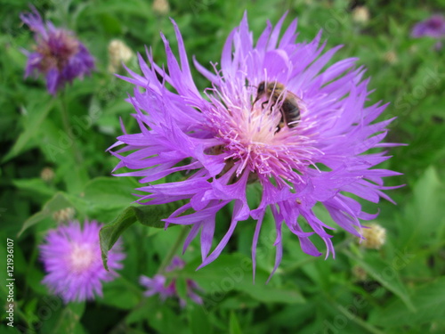 Honeybee  Lilac Flower