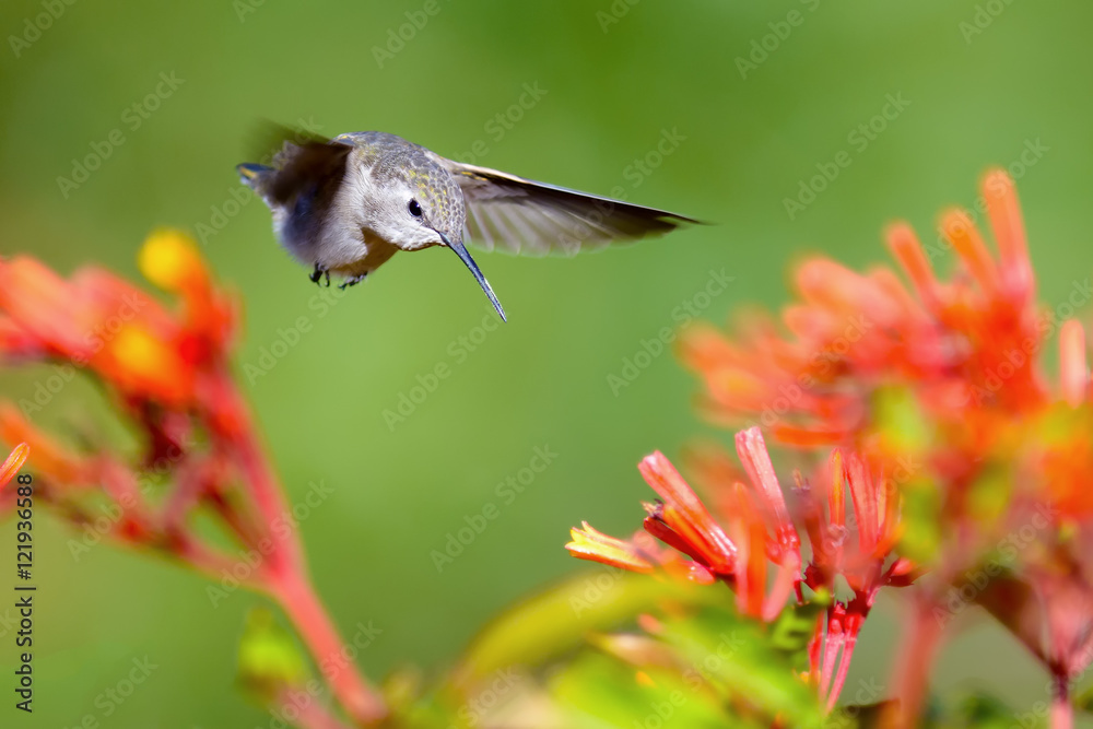 Fototapeta premium Hummingbird