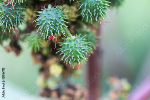 castor plant