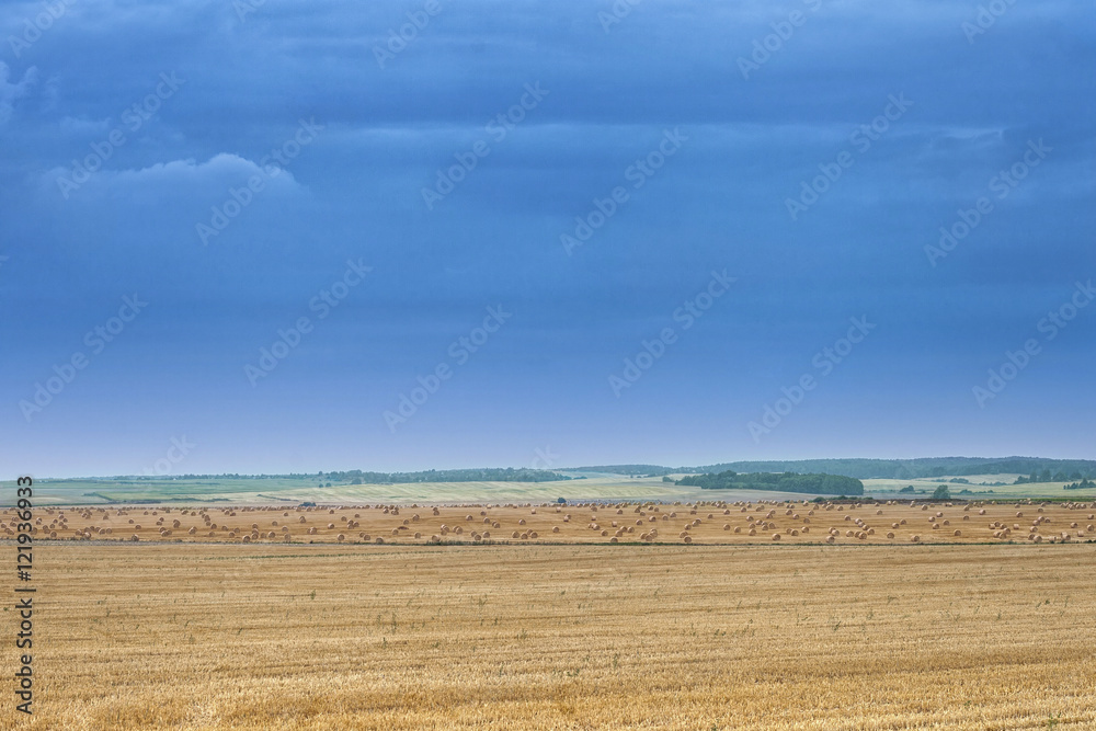 yellow field with stacks of straw on a background of blue sky