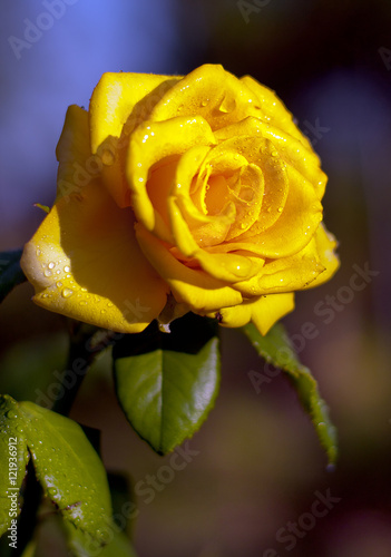 yellow rose as a natural green background