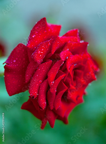 Red rose as a natural green background