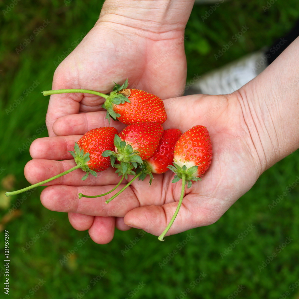 strawberries/ hands holding a handful of freshly picked strawberries strawberries/ hands holding a handful of freshly picked strawberries