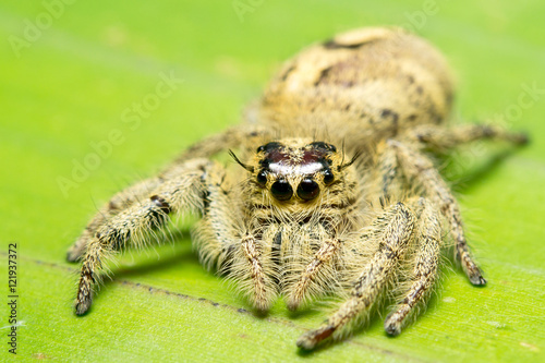 Jumping spider photo