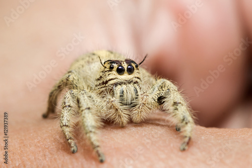 Jumping spider