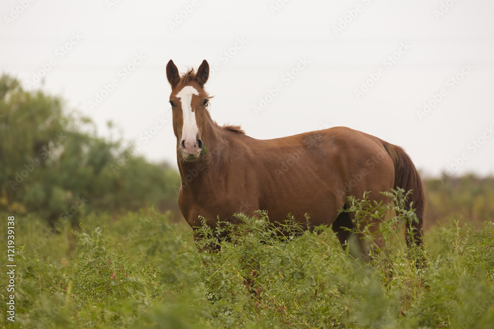 Beautiful brown horse in the green meadow Beautiful brown horse in the green meadow