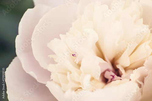 Close up of a peony