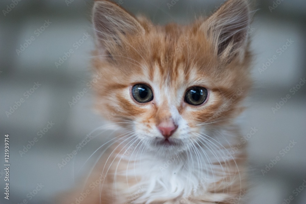 Ginger kitten looking into the camera