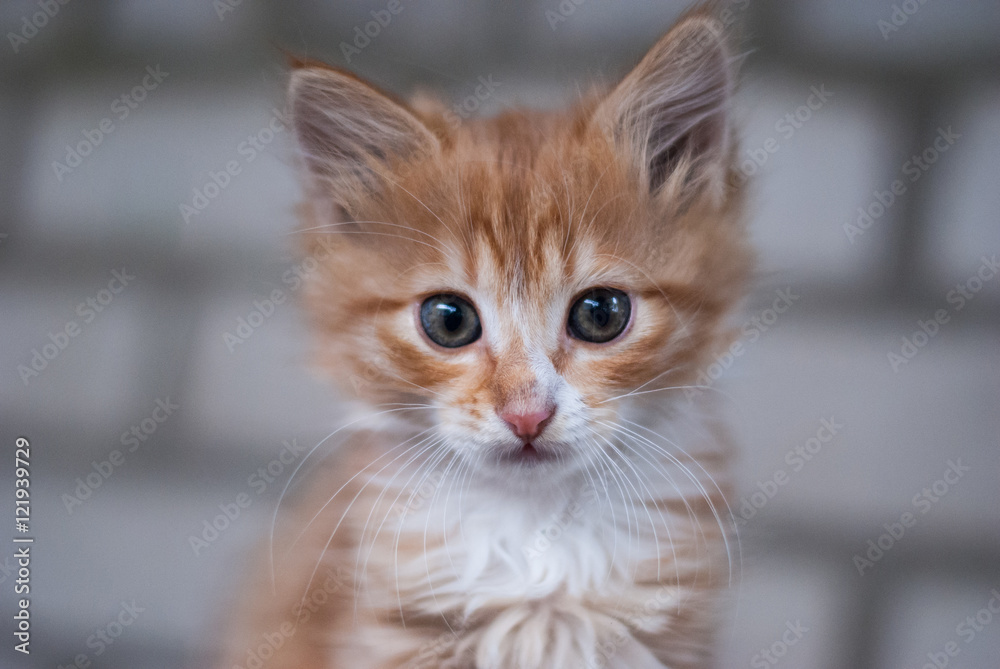 Cute fluffy ginger cat muzzle