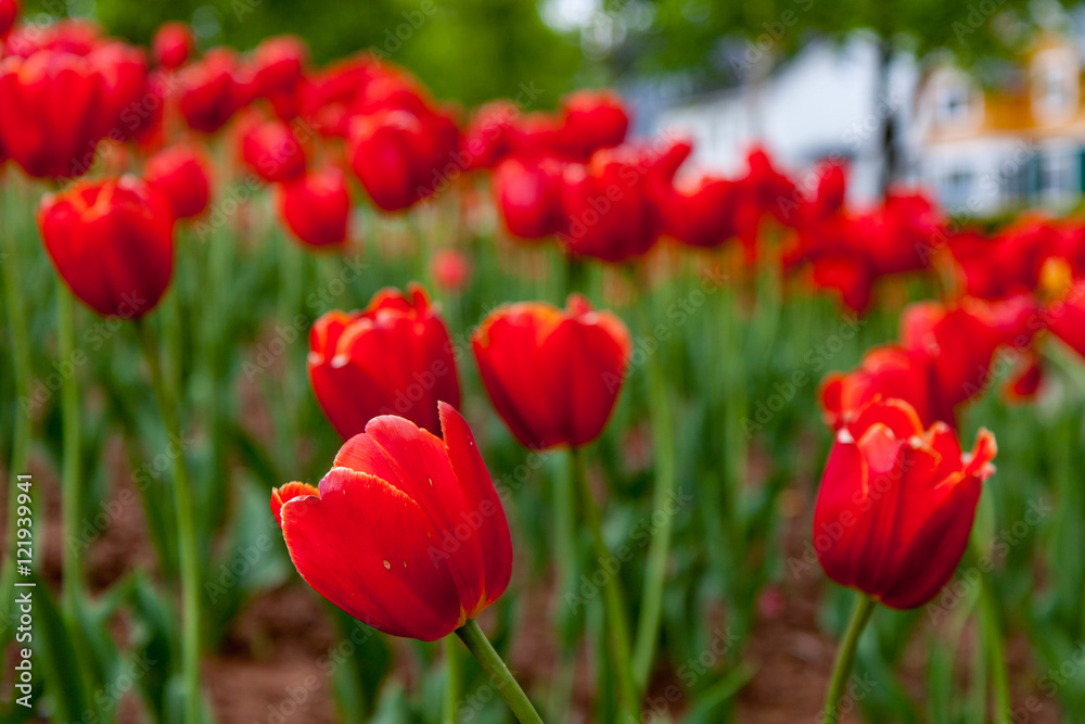 Numerous red tulips in the heart of a city