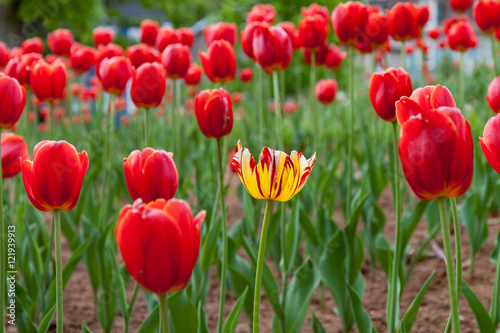 One Yellow Tulip Amongst Many Red Tulips