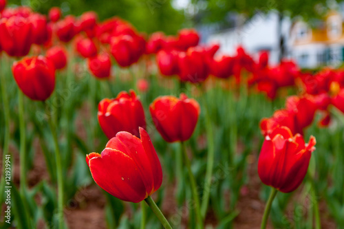 Numerous red tulips in the heart of a city