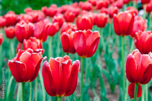 Many Bright Red Tulips