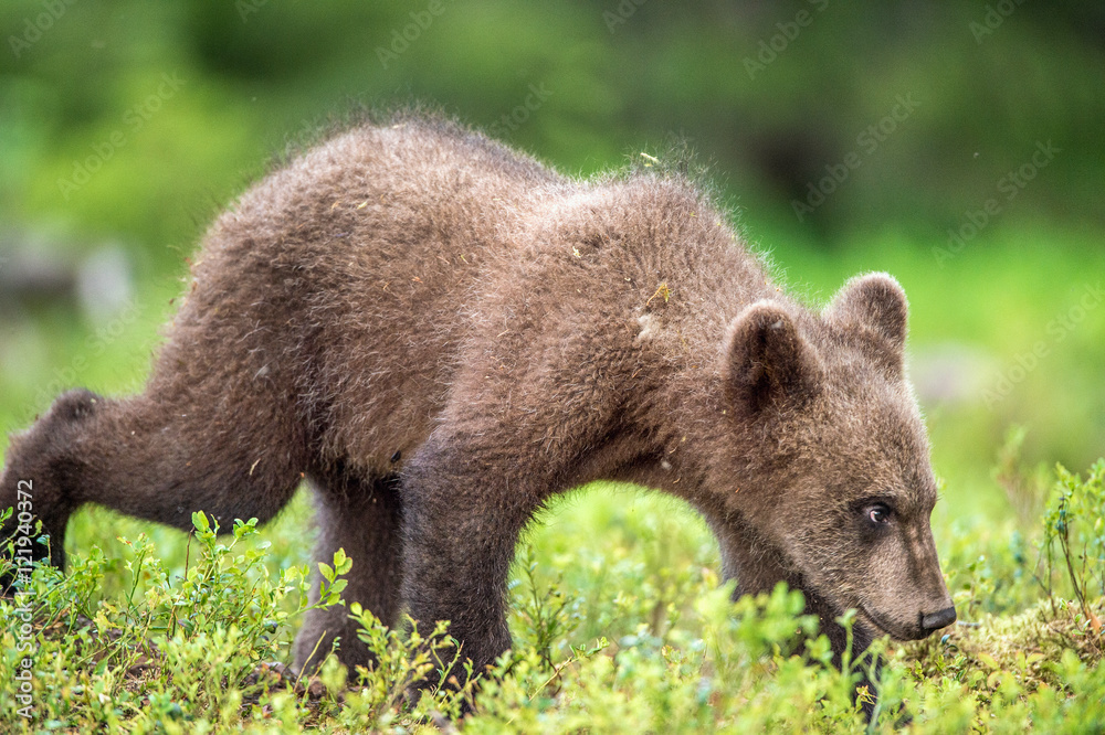 Running Cub of Brown bear (Ursus Arctos Arctos) in the summer forest. Natural green Background Running Cub of Brown bear (Ursus Arctos Arctos) in the summer forest. Natural green Background