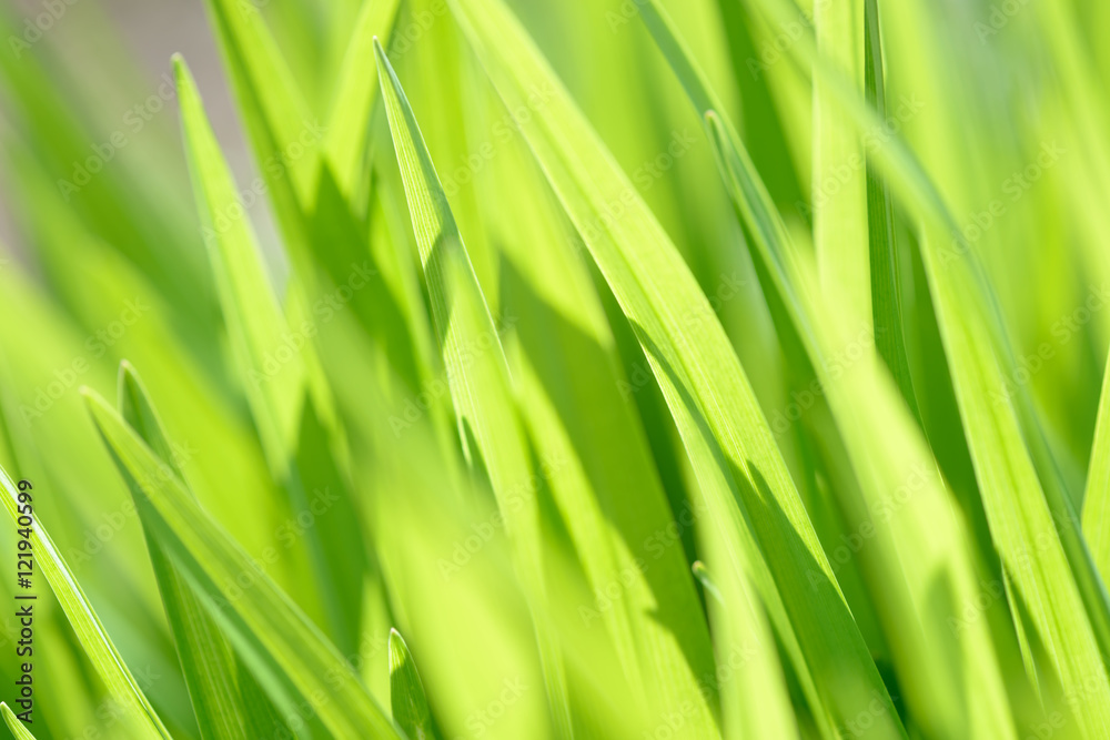 Young grass close-up on the field background sunny and vibrant Young grass close-up on the field background sunny and vibrant