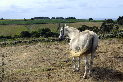 Horses and rural sea landscape in Arguero, Spain © fullempty