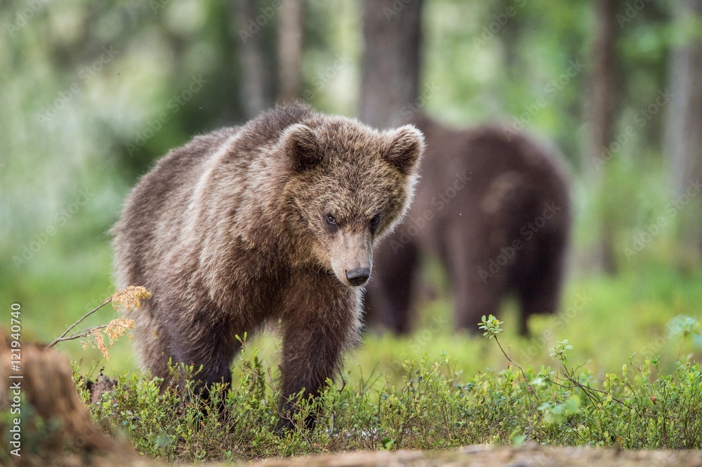 Cubs of Brown bear (Ursus Arctos Arctos) in the summer forest. Natural green Background