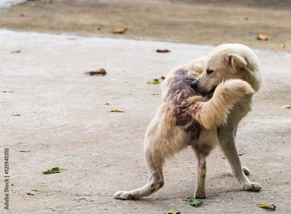 Do Dogs Carry Leprosy dog-dandruff-causes-signs-treatments-canna-pet-dog-dandruff