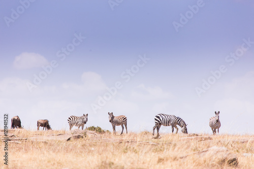 landscape with zebras Masai mara kenya, africa