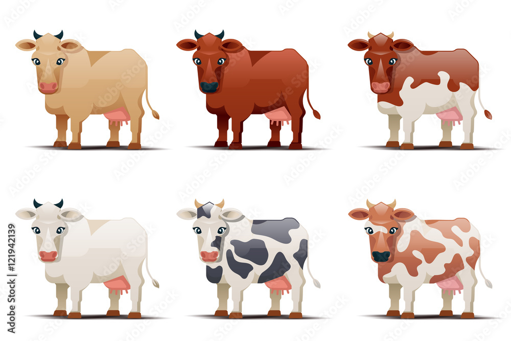 Cows of different colors on white background Cows of different colors on white background