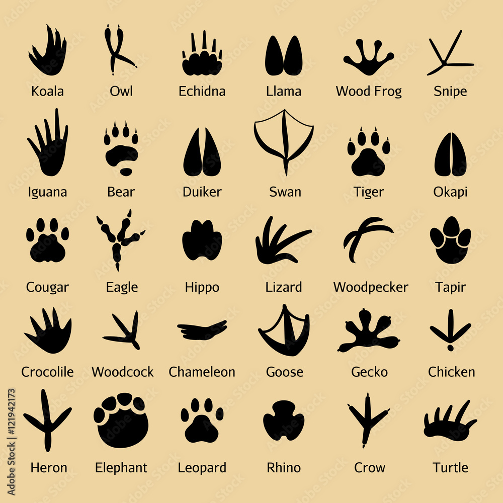 Birds footprints and animals tracks vector silhouettes Birds footprints and animals tracks vector silhouettes