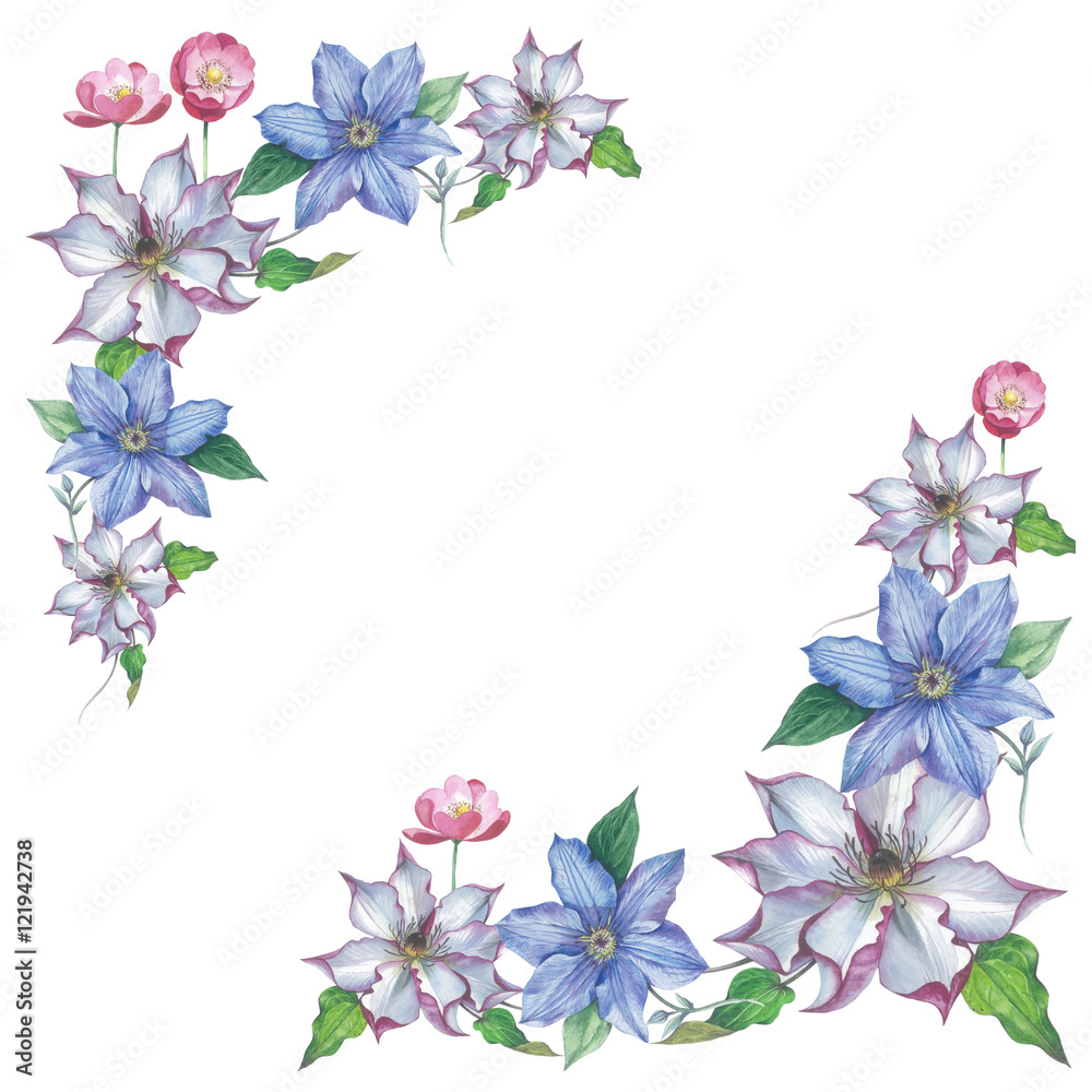 Wildflower clematis flower frame in a watercolor style isolated. Full name of the plant: clematis, wisteria. Aquarelle flower could be used for background, texture, pattern, frame or border.