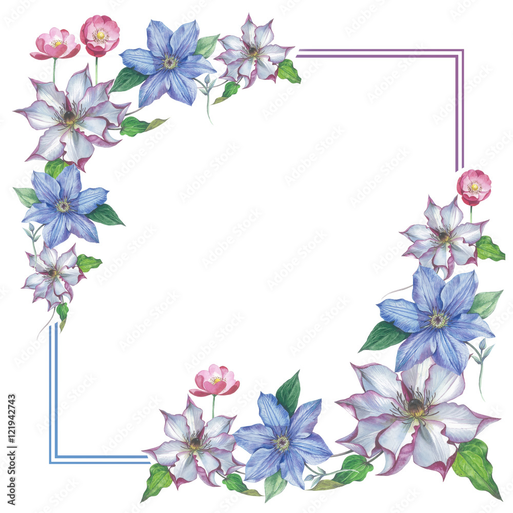 Wildflower clematis flower frame in a watercolor style isolated. Full name of the plant: clematis, wisteria. Aquarelle flower could be used for background, texture, pattern, frame or border.