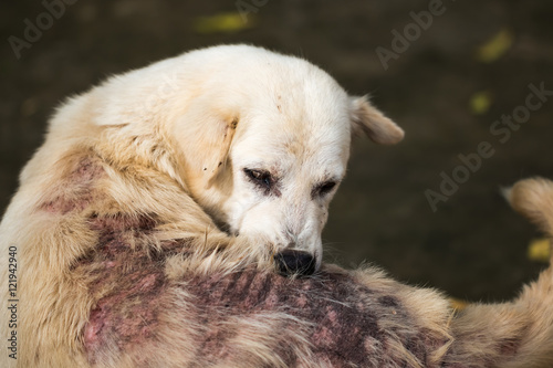 Dog bites back because leprosy