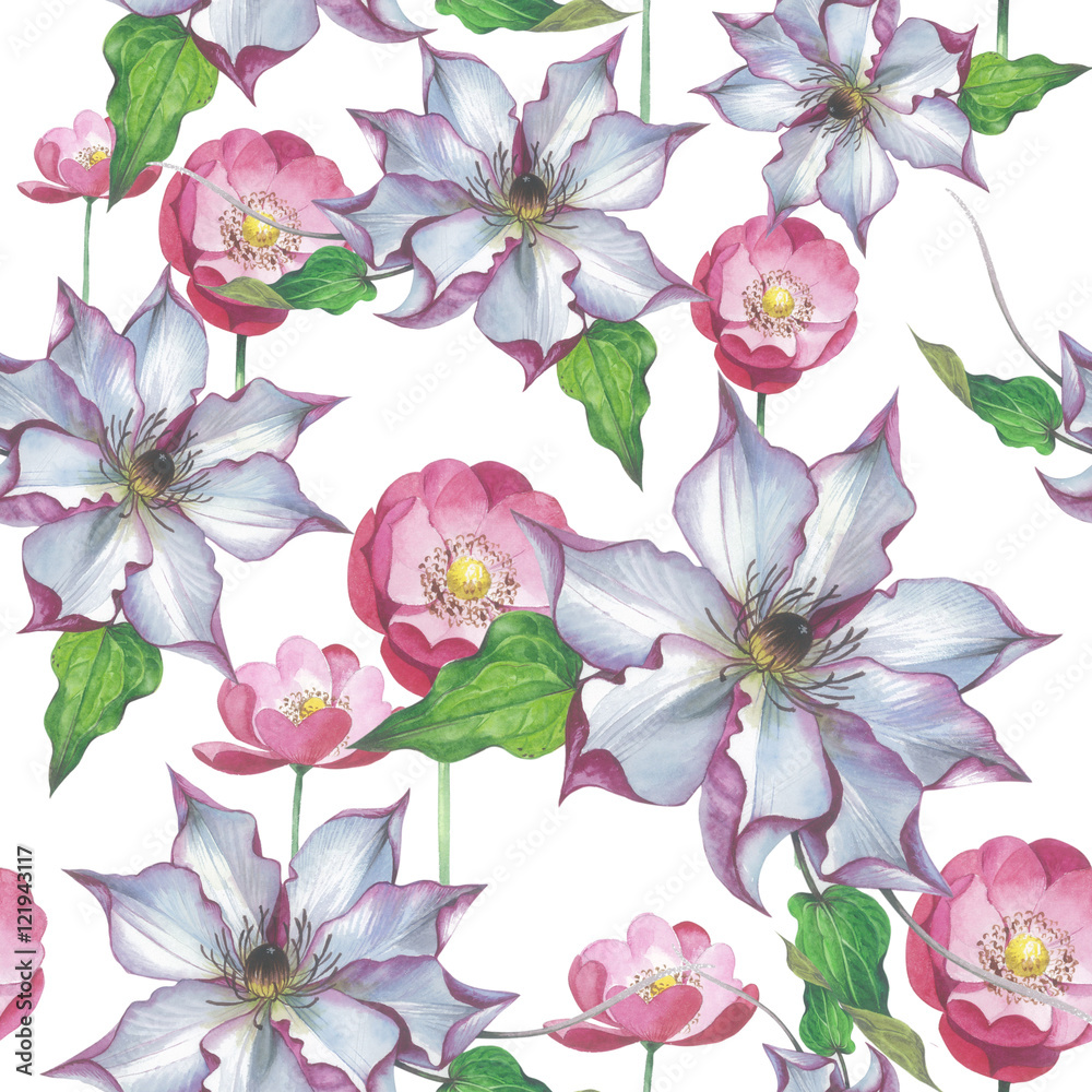 Wildflower clematis flower pattern in a watercolor style isolated. Full name of the plant: clematis, wisteria. Aquarelle flower could be used for background, texture, pattern, frame or border.