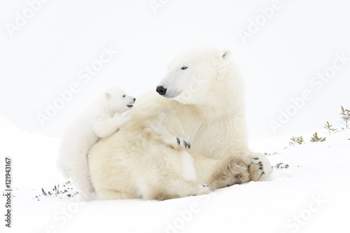 Polar bear mother (Ursus maritimus) playing with two new born cubs, Wapusk National Park, Manitoba, Canada photo