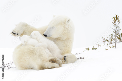 Polar bear mother (Ursus maritimus) playing with two new born cubs, Wapusk National Park, Manitoba, Canada
