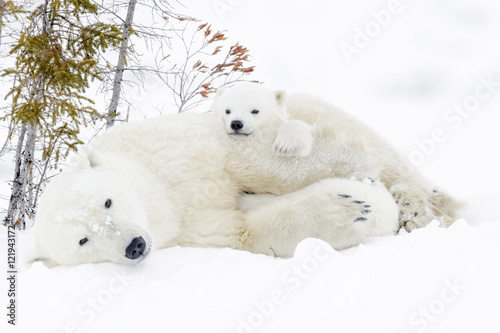Polar bear mother (Ursus maritimus) with two cubs, Wapusk National Park, Manitoba, Canada © andreanita