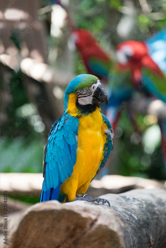 Macaw Parrot Blue and Yellow  color on the wooden
