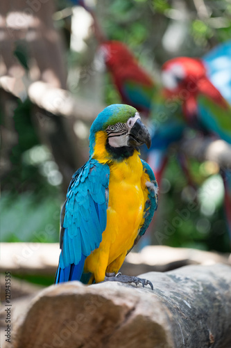 Macaw Parrot Blue and Yellow  color on the wooden